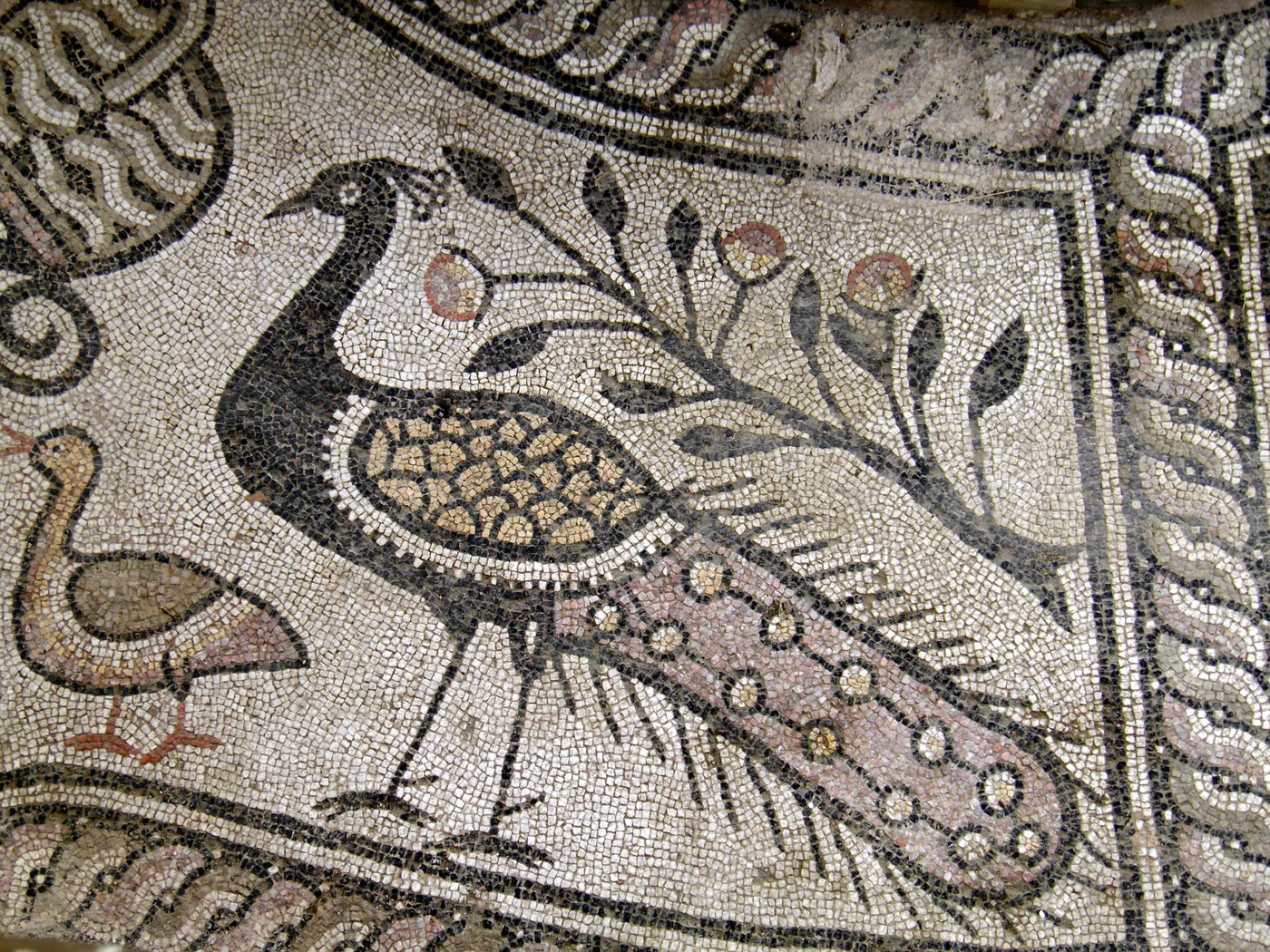 The peacock mosaic in the baptistery of the Episcopal Basilica at Stobi